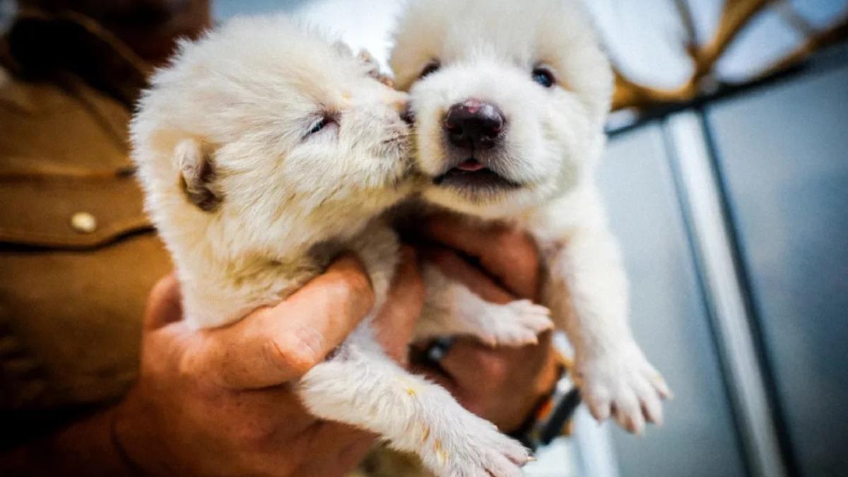 Dos de los cachorros que acaban de ser presentados