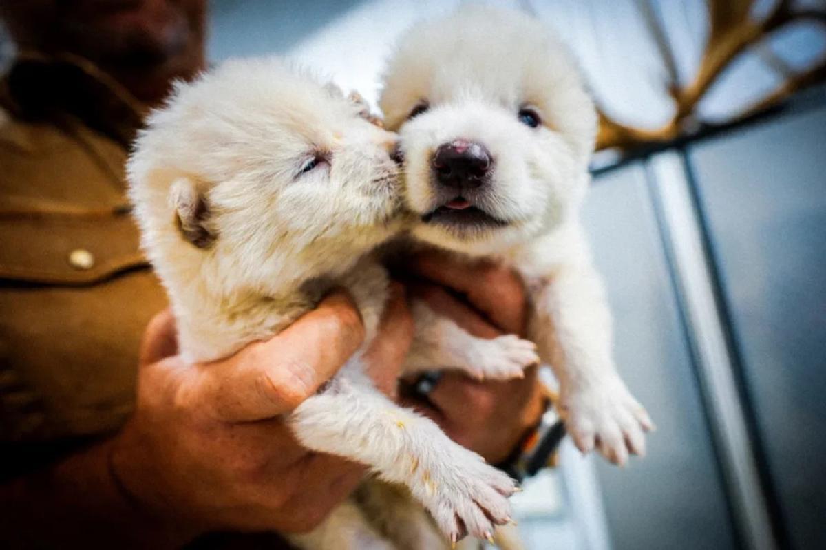 Dos de los cachorros que acaban de ser presentados