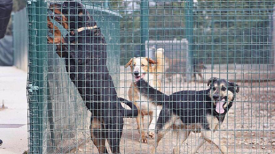 Tres animals en una gossera esperant que algú els asdopti.