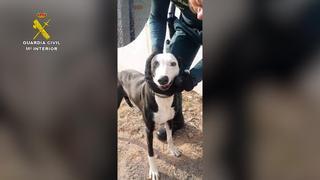 Maltrato animal en Castellón: arrancaba los dientes a su perra con alicates