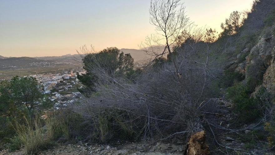 El desastre de los pinos caídos en Xàbia: la senda que sube als Molins de la Plana, bloqueada