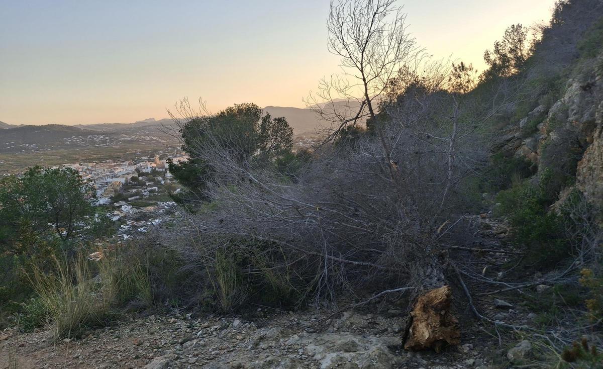 El pino caído en la senda que lleva a Els Molins de la Plana del Montgó