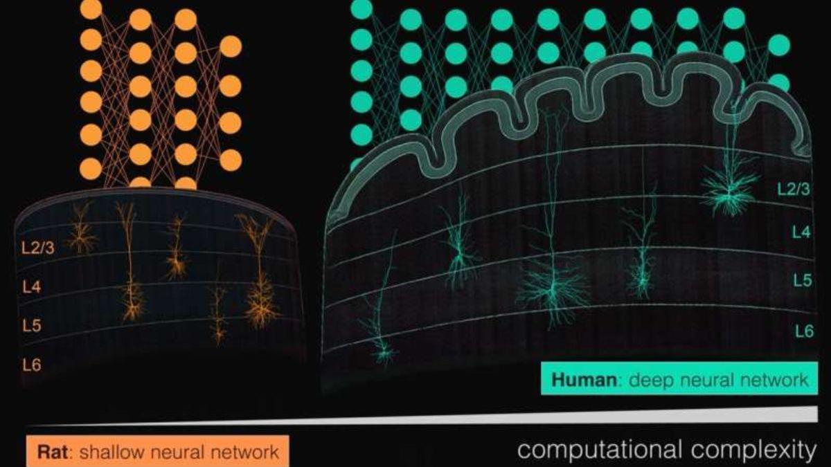 El secreto de la inteligencia humana podría estar en el poder de una sola neurona