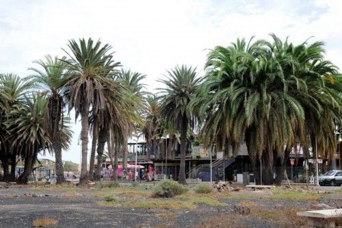 Mal estado de las Palmeras en el Oasis de Maspalomas y el Parque Tony Gallardo