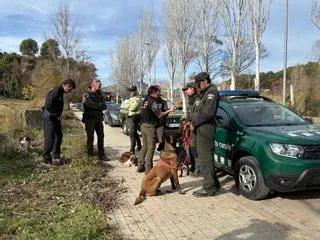 Així operen els gossos que rastregen a la recerca de senglars morts per la pesta porcina