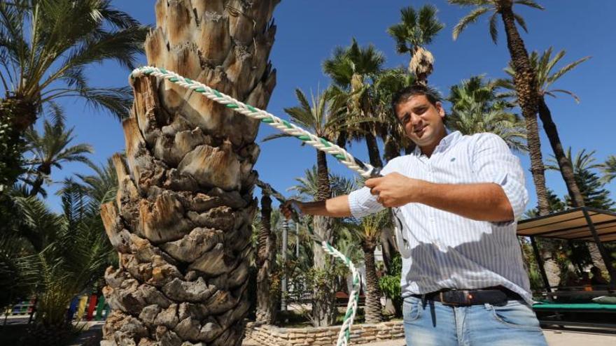Un ilicitano patenta la solución para trepar por las palmeras de forma legal