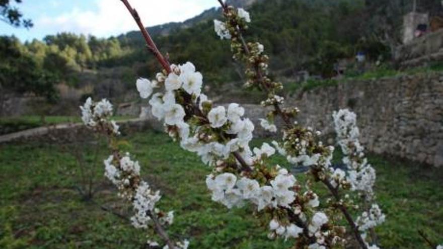 Investigadores de Aragón colaboran en recuperar variedades de cerezo de Mallorca