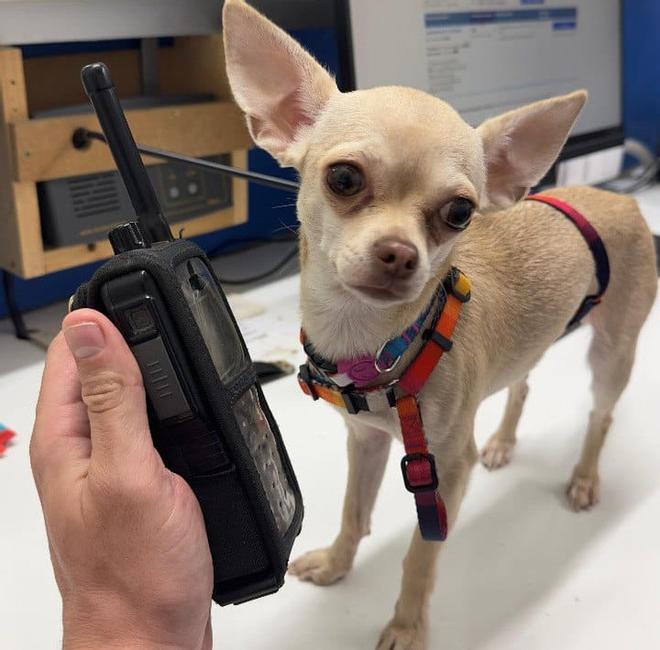 Reconoce a una chihuahua robada en Badalona por una publicación en las redes sociales y la policía la rescata