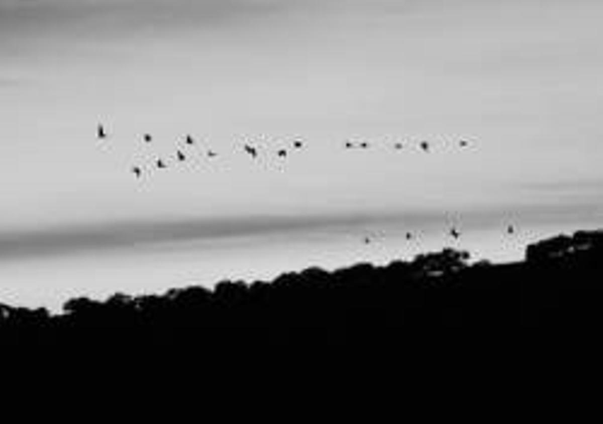 Tierras de Granadilla: un enclave privilegiado para observar aves