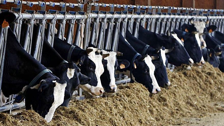 Un grup de vaques en una granja al Vallès.