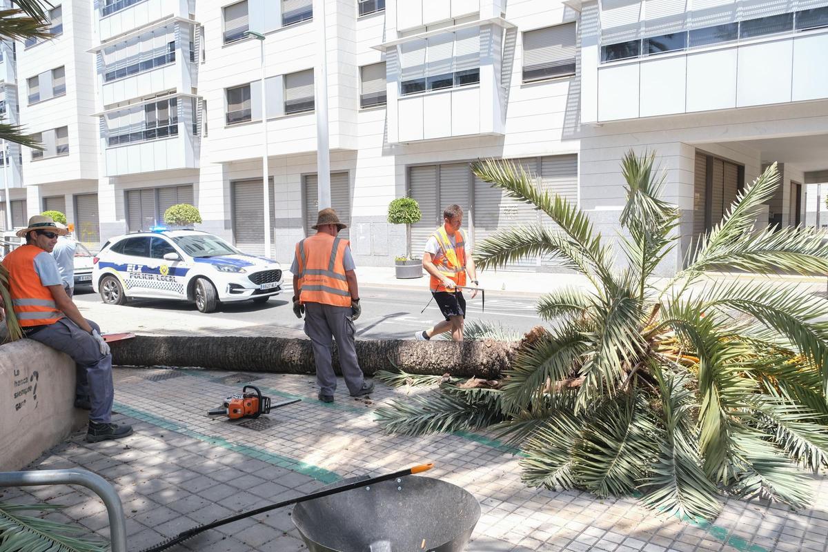 Retirada de una palmera en la avenida Juan Carlos I de Elche