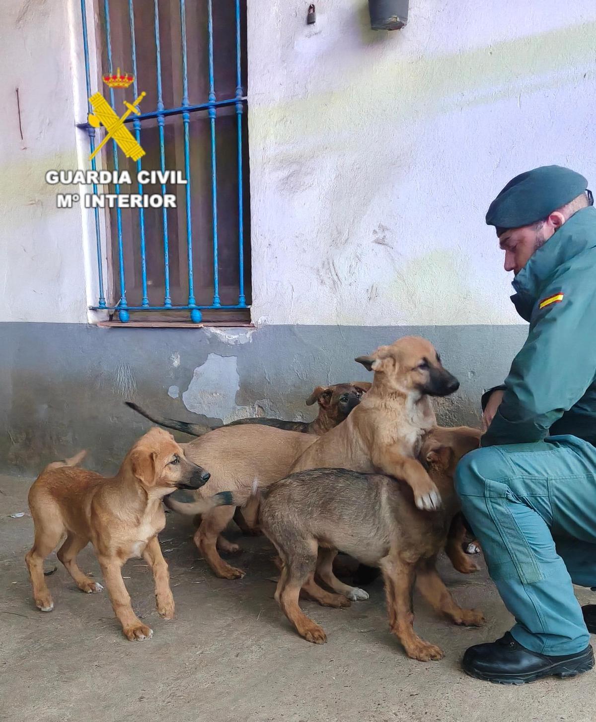 Un agente de la Guardia Civil con varios perros.