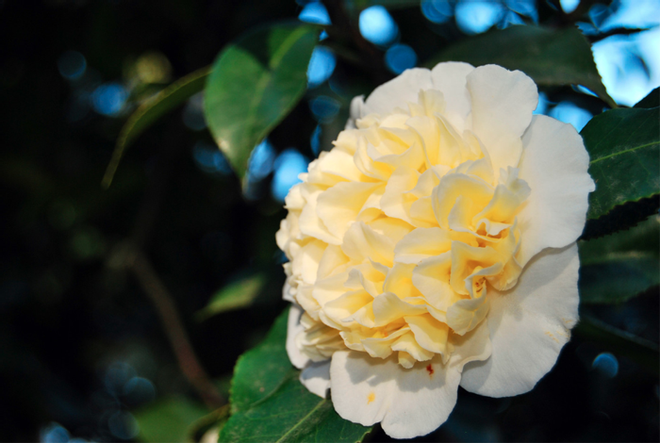 Cuando la dama florece, llega el tiempo de las Camelias - Viajar