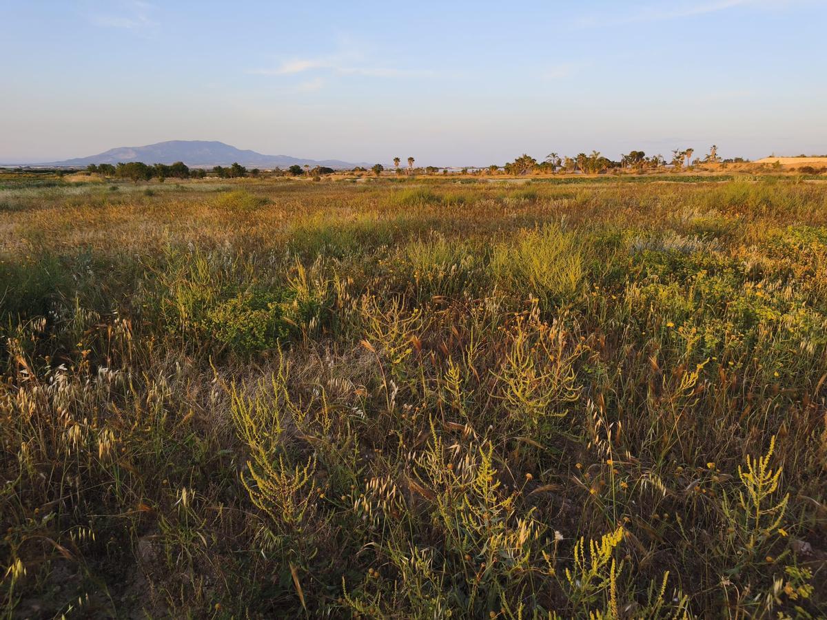 Paraje del Raiguero Bajo en Totana, donde estaba proyectada una planta de biometano con capacidad para gestionar 72.000 toneladas de residuos.