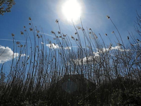 Albufera