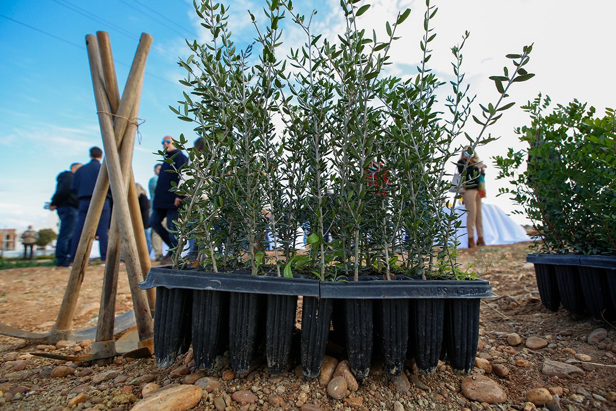 La empresa Fertinyect planta 100 nuevos árboles en el Parque del Flamenco