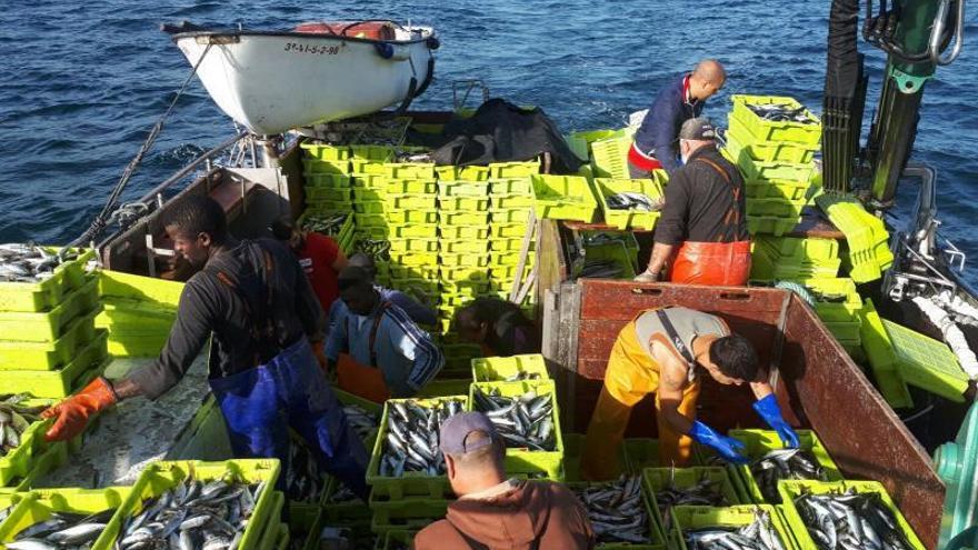 Los científicos abren la mano a pescar más anchoa y jurel que nunca en 2024