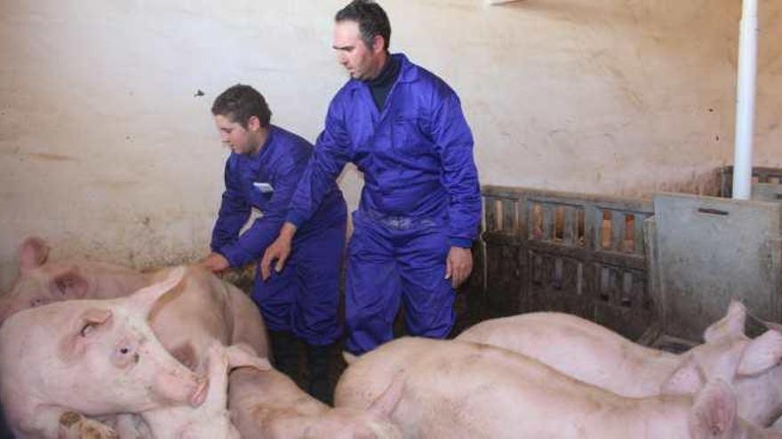 La localidad malagueña concentra hasta 60 granjas porcinas en su término municipal.