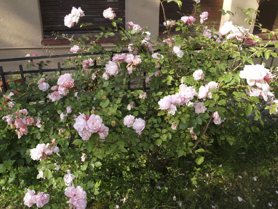 Un roser prolífic. Aquest roser és un arbust més aviat petit, però fa més roses que fulles té. La natura sempre ens sorprèn.