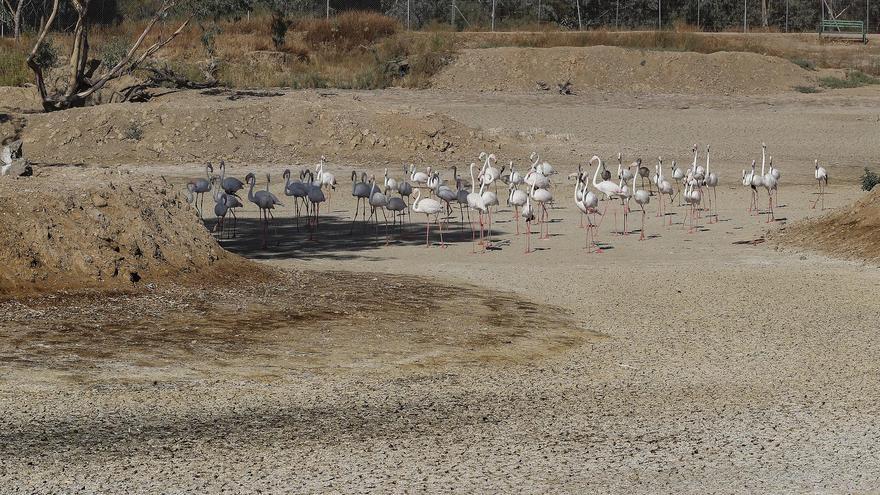 Denuncian 1.360,2 hectáreas de cultivos ilegales en Doñana: &quot;Es una situación insostenible e inaceptable&quot;