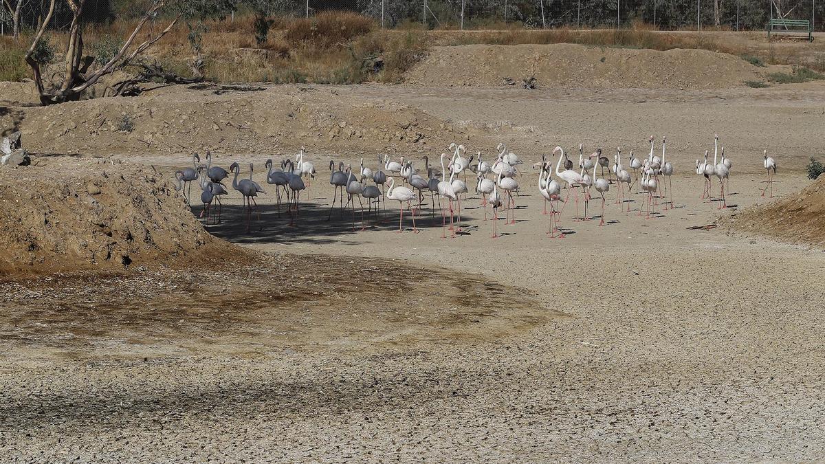 Un grupo de flamencos recorre una laguna completamente seca junto al espacio natural de Doñana.