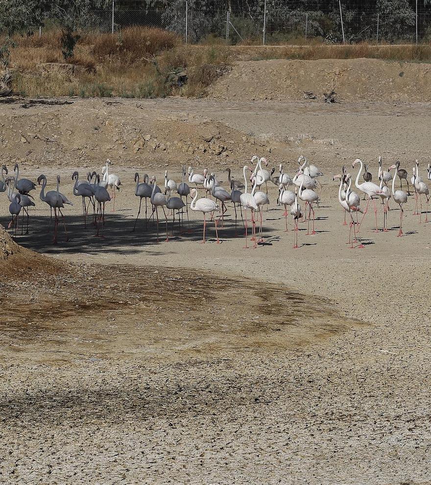 Denuncian 1.360 hectáreas de cultivos ilegales en Doñana: &quot;Es una situación insostenible e inaceptable&quot;