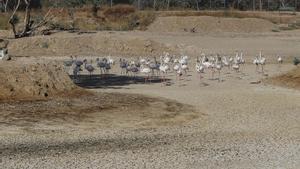 Un grupo de flamencos recorre una laguna completamente seca junto al espacio natural de Doñana.