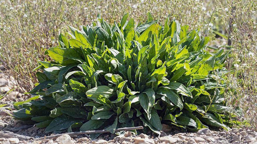 ¿Conoces la acedera? La planta que tu balcón y dieta necesitan ya