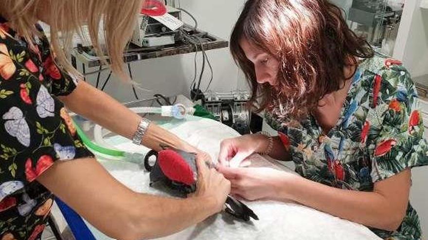 Veterinaria de la clínica Quetzal, atendiendo a una paloma. // FdV