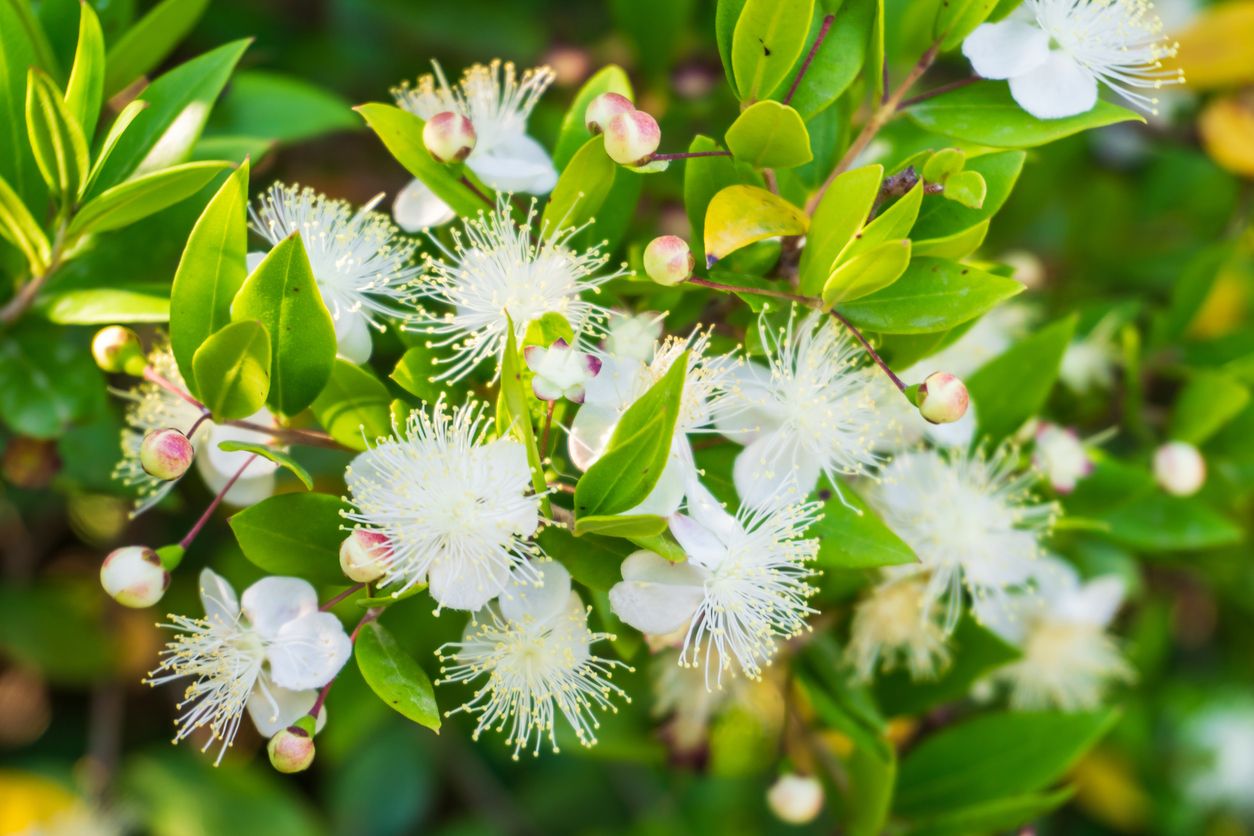 Ramas de mirto en flor con pequeñas flores blancas