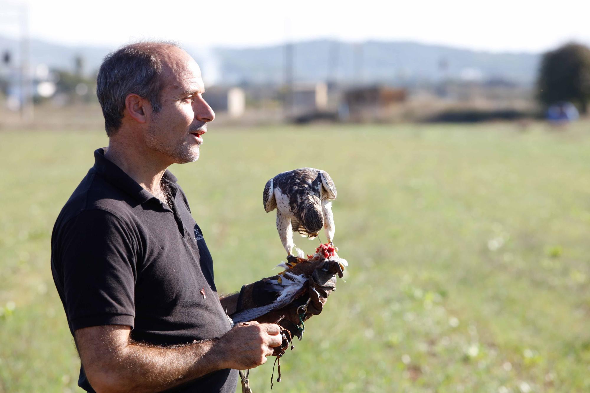 Halcones contra torcaces en Ibiza