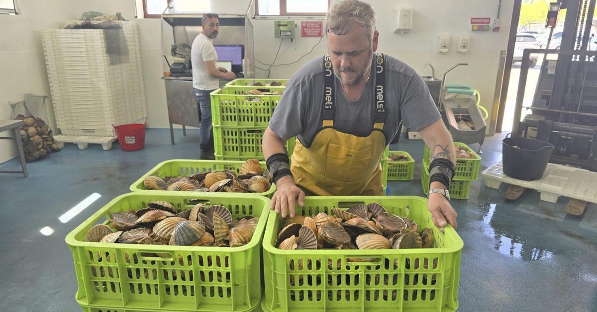 El patrón del «Morriña dous», en el proceso de pesado de las vieiras en la lonja de Cangas. | GONZALO NÚÑEZ