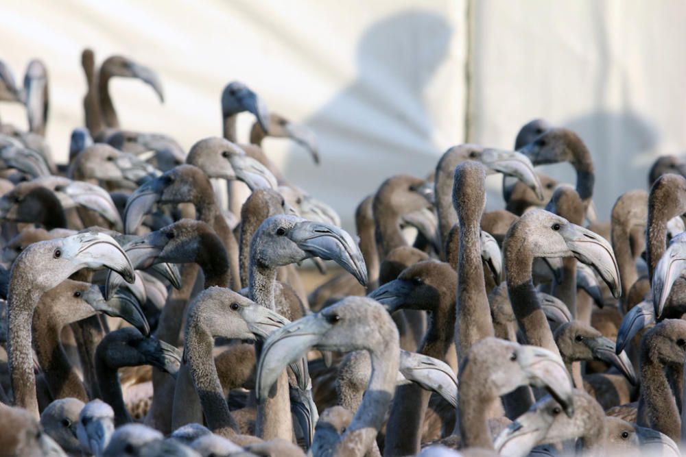 Unos seiscientos pollos de flamenco han sido anillados este sábado por voluntarios procedentes de toda España en la Reserva Natural Laguna de Fuente de Piedra,, actividad con la que la Junta realiza el seguimiento individual de estas aves y estudia diferentes aspectos de la biología de esta especie.