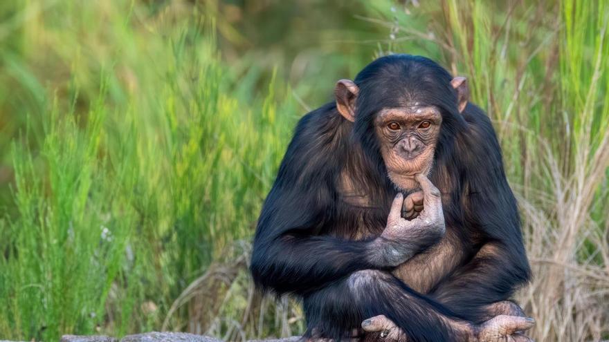 Los increíbles comportamientos animales que desconciertan a los científicos