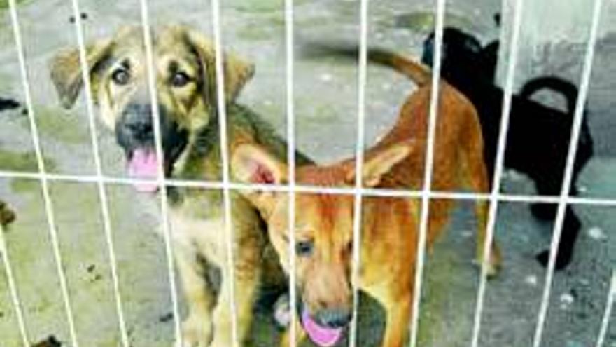 La Junta sanciona al ayuntamiento con tres mil euros por la perrera