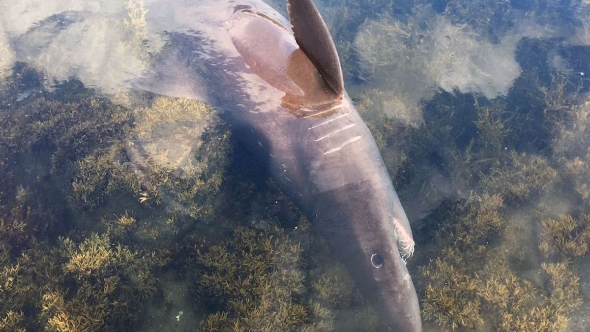 Aparece en las costas de Galicia un tiburón nunca antes visto