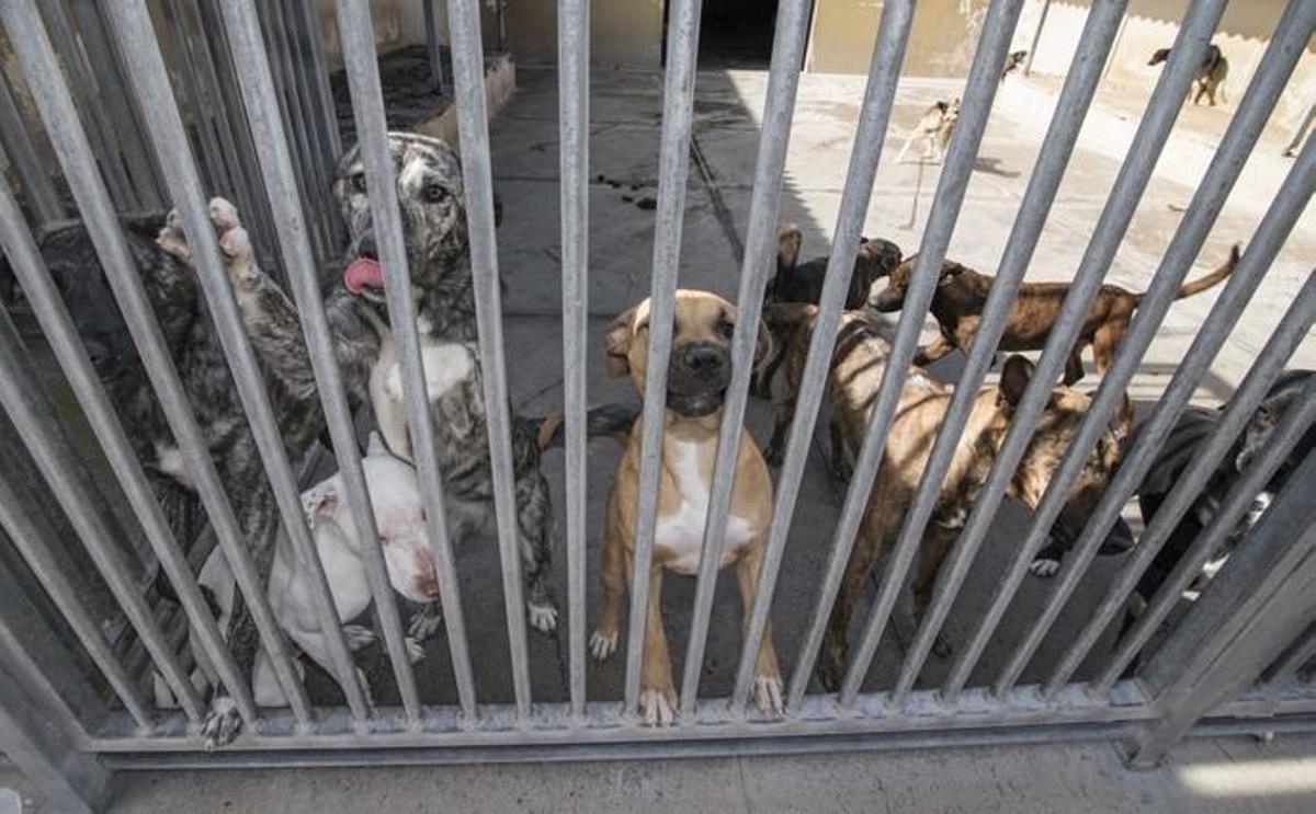 03/01/2019 ARUCAS. Albergue Insular de animales.  FOTO: J. PÉREZ CURBELO