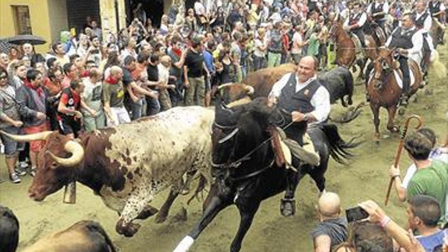 Los ‘bous’ toman las calles de Segorbe en los festejos