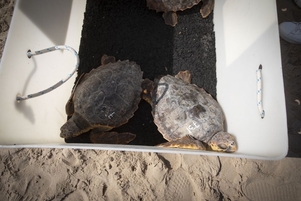 Suelta de tortugas en la playa del Port de Sagunt