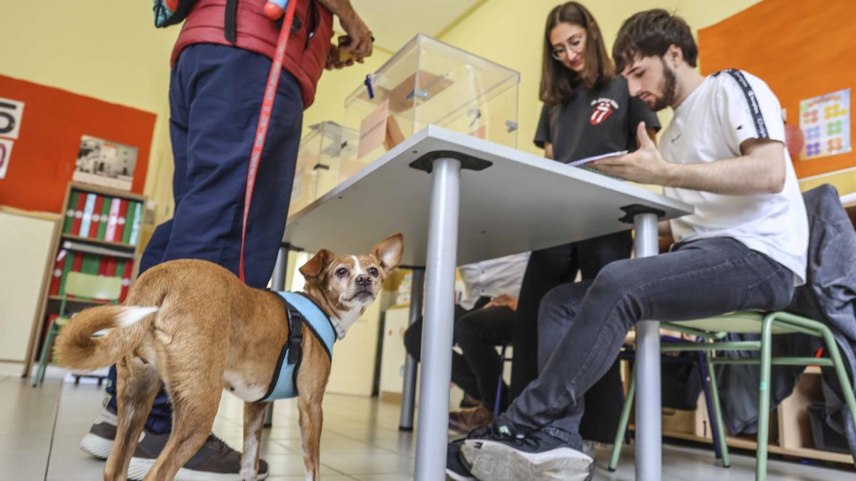 Un hombre durante la jornada del 28M en un colegio electoral de Alicante, en este caso sí (al contrario del autor de la carta) en compañía de su perro