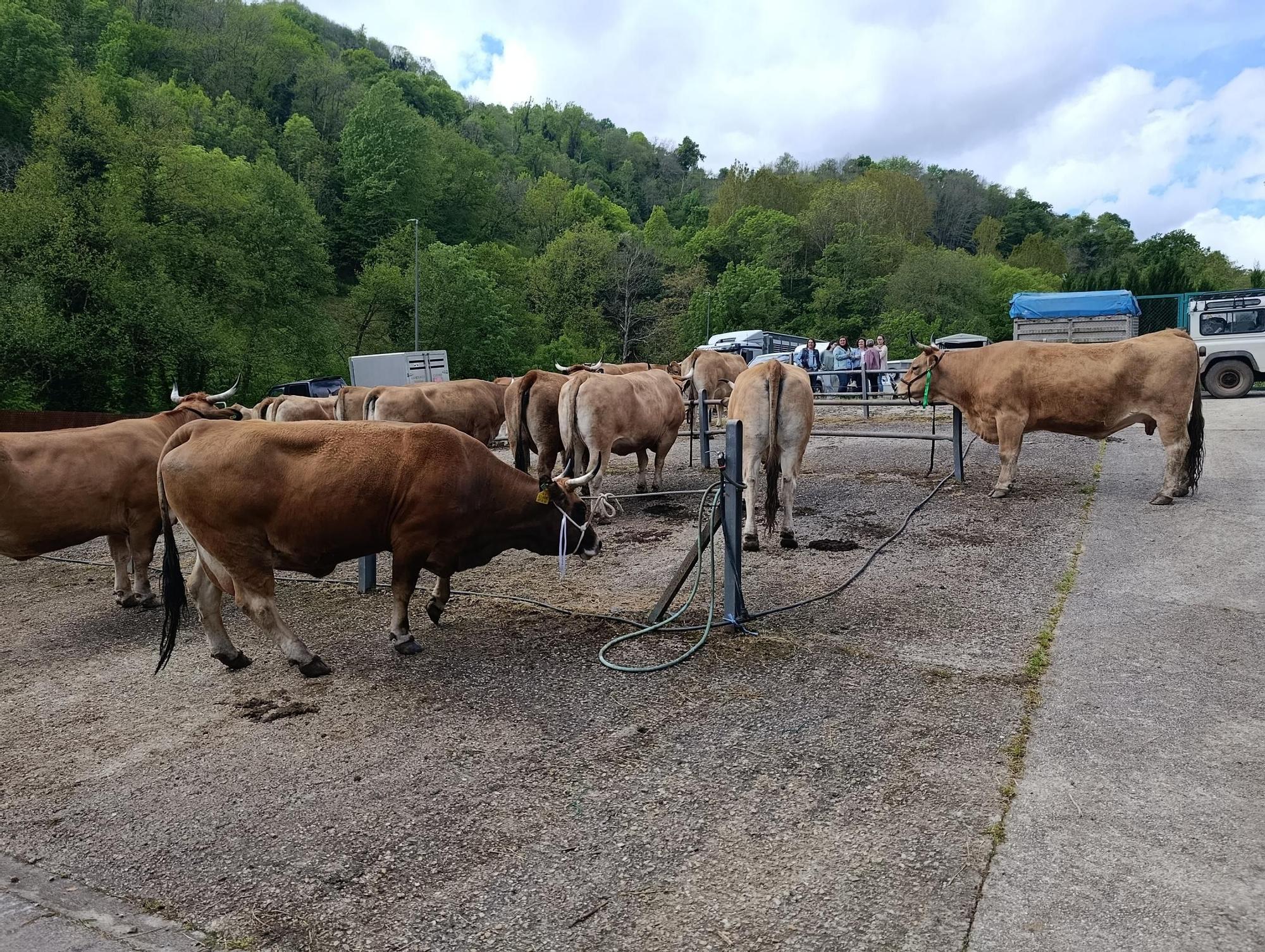 El XXXI Certamen-Exposición de Asturiana de los Valles de Teverga, en imágenes