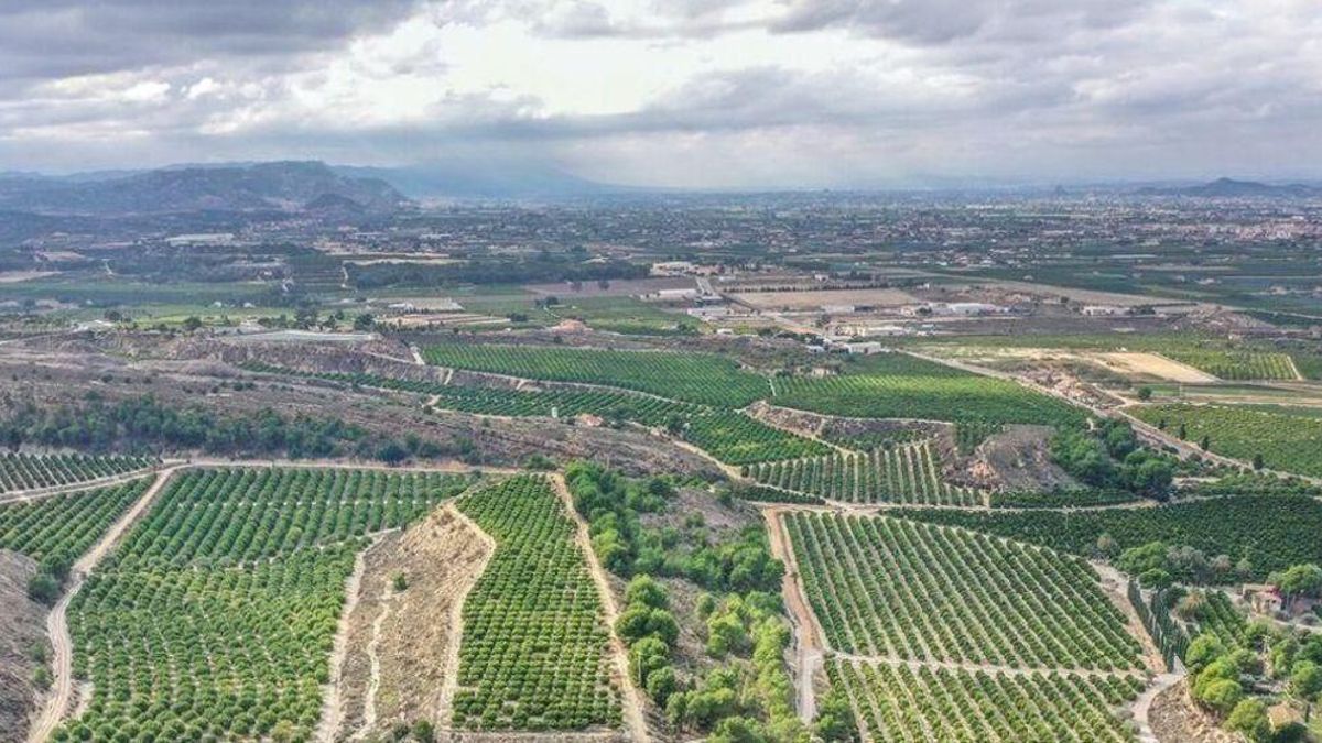 Vista panorámica de la huerta tradicional regada por el río segura y la superficie de riego del trasvase Tajo desde el cabezo de Hurcillo en Orihuela