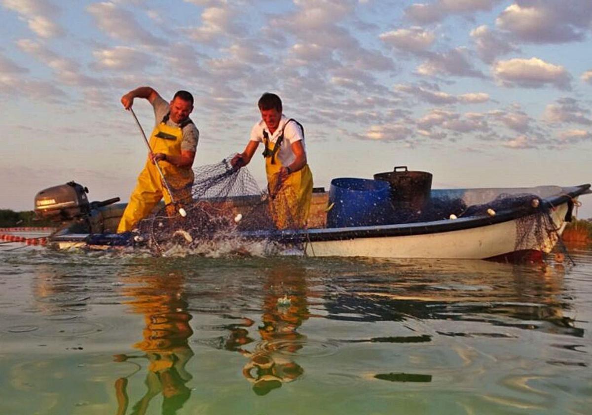 Imágenes de la campaña de extracción de carpas que se ha realizado en El Hondo. | ANSE