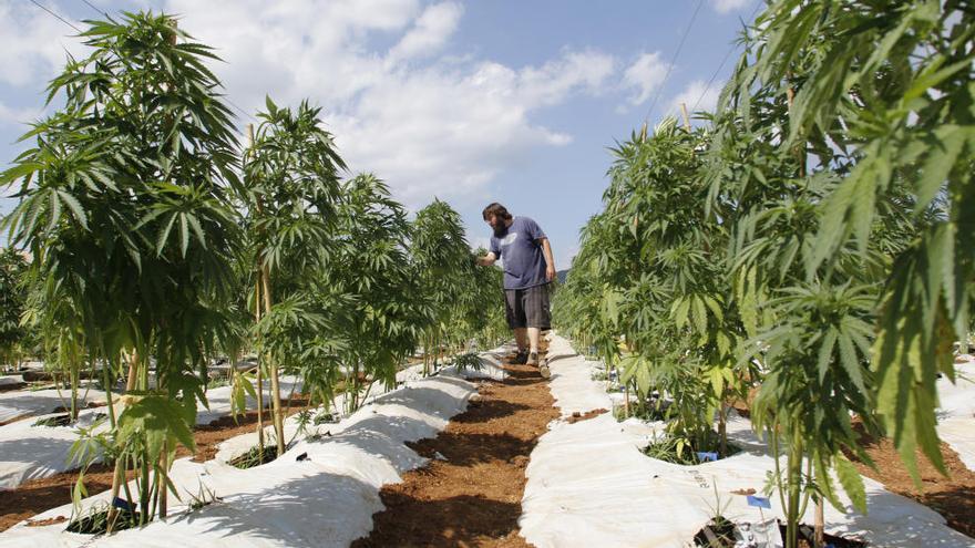 Imagen de una plantación de marihuana.