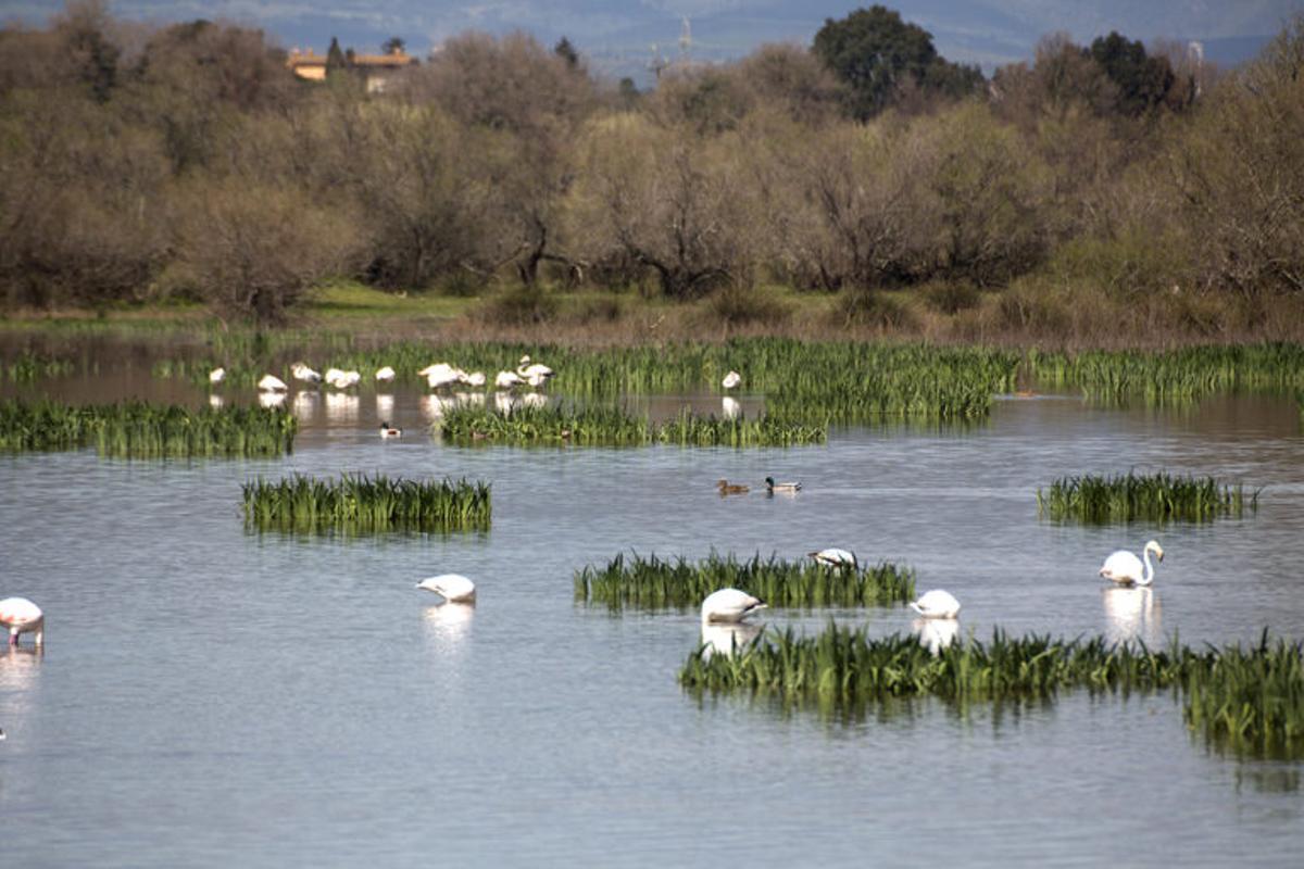 L'estany de Vilaüt.