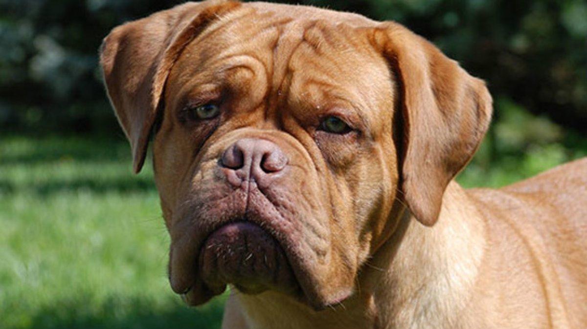 dogue-de-bordeaux-on-white-07