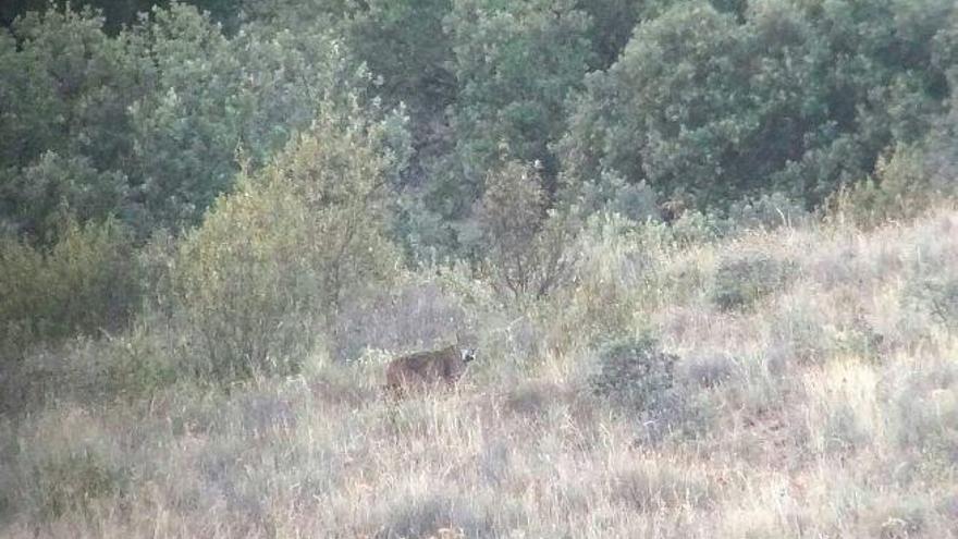 El lince, en la provincia de Zamora