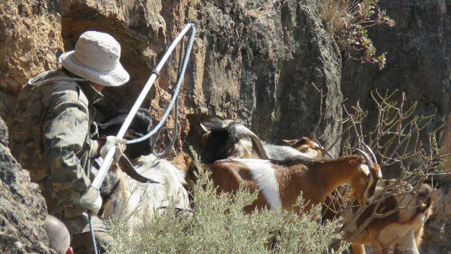 Las apañadas retiran 43 cabras de Guguy en un mes