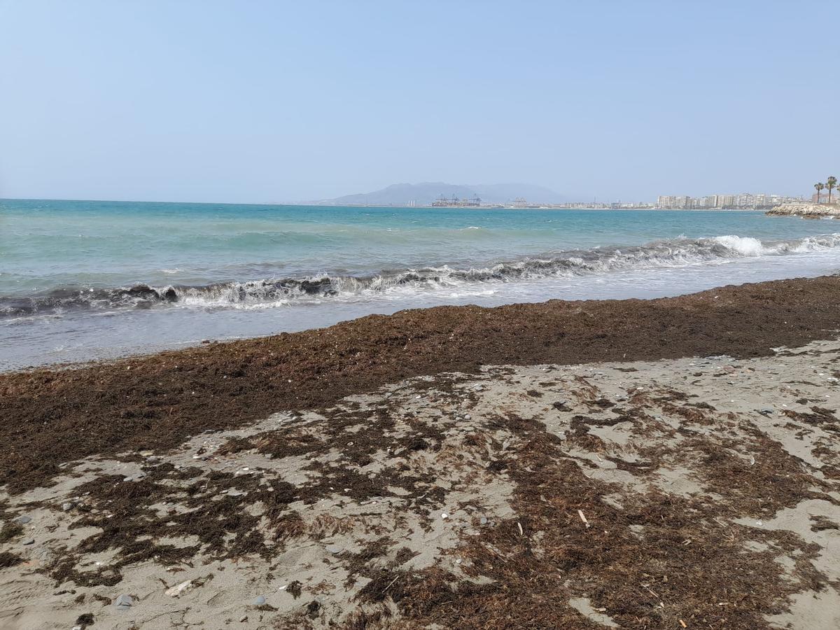 Baños del Carmen invadido por las algas