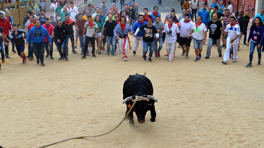 Admitida la queja de ANPBA ante el Defensor del Pueblo con relación al Toro de Benavente